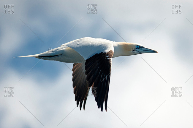 Gannet bird flying in air
