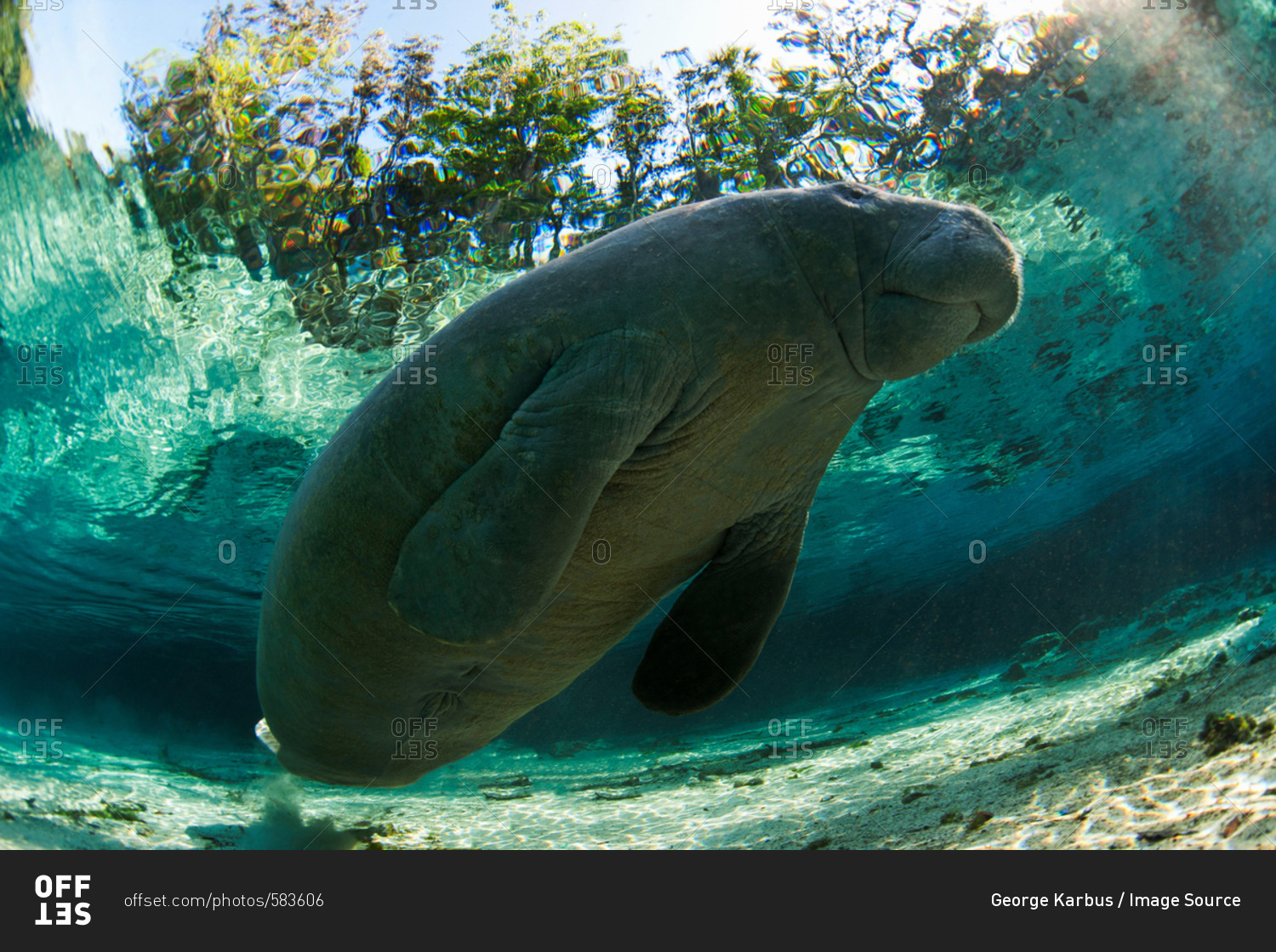 Manatee swimming in tropical water