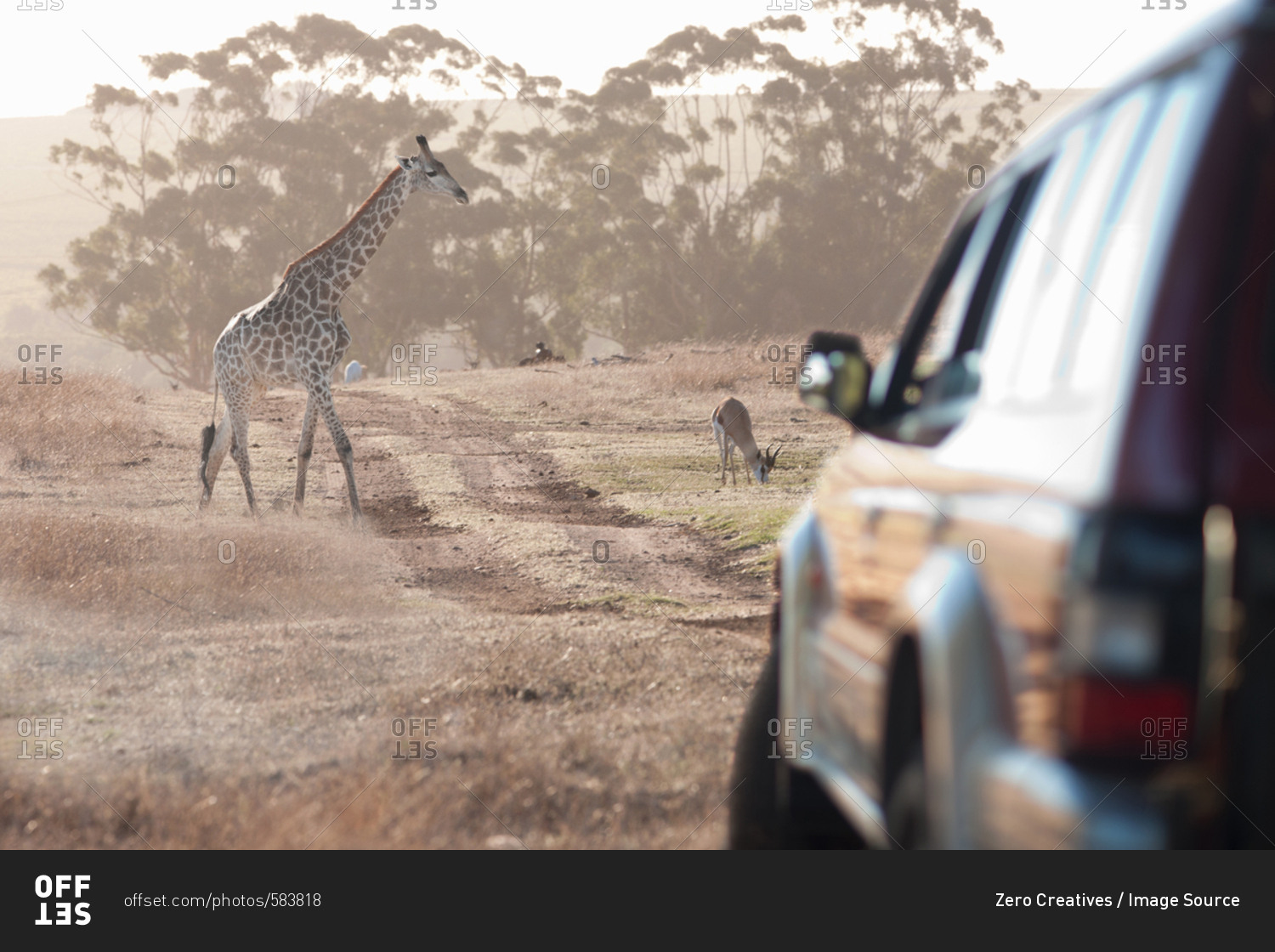 Giraffe by vehicle, Stellenbosch, South Africa