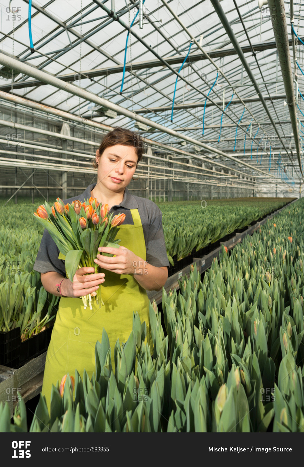 Woman in tulip greenhouse holding bunch of pink tulips