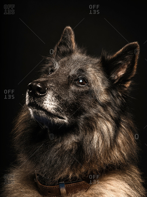 Close up studio portrait of alsatian dog