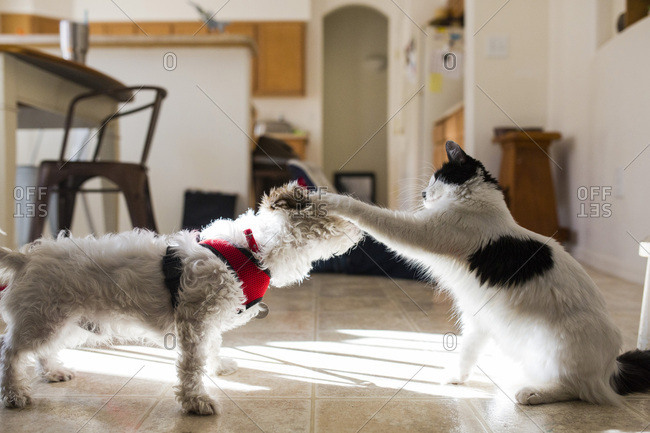 are my cat and dog play fighting