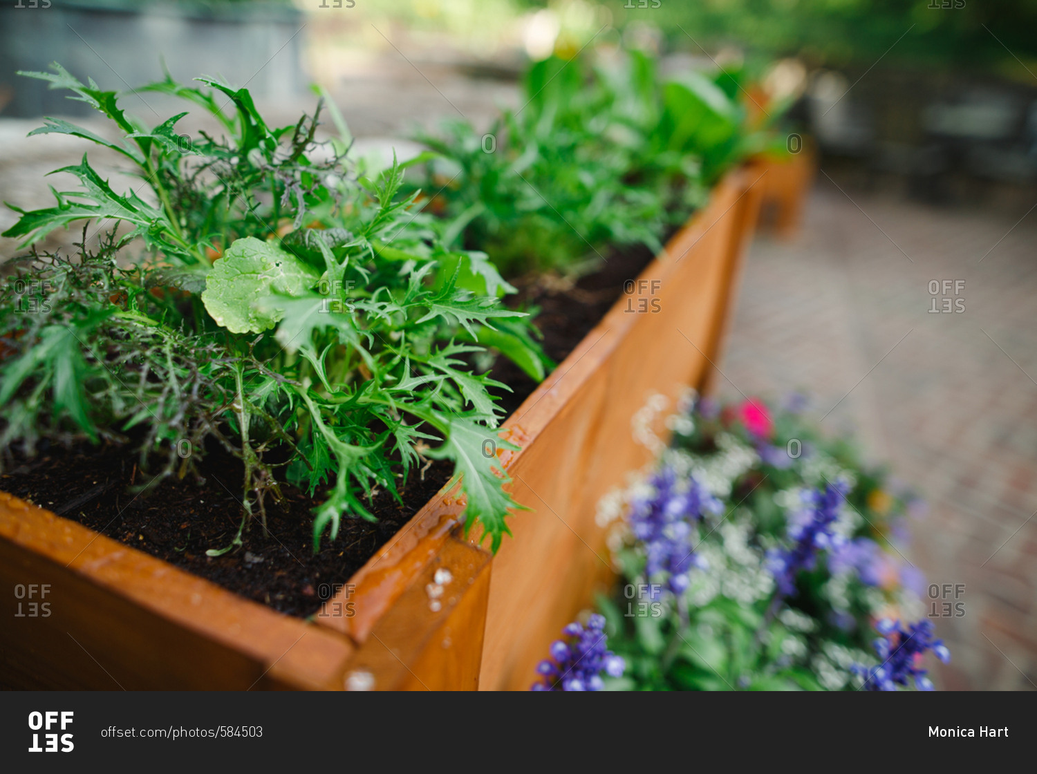 Herbs growing in planter boxes stock photo OFFSET