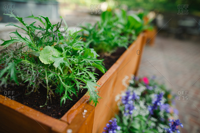 Herbs growing in planter boxes