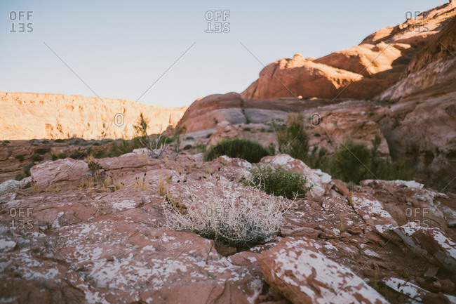 Desert rocks and plants