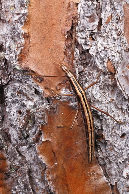 A two striped walking stick insect, Anisomorpha buprestoide