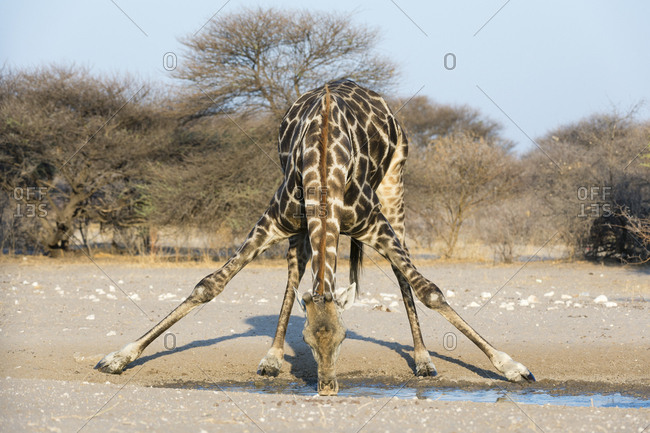 A southern giraffe, Giraffa camelopardalis, drinking