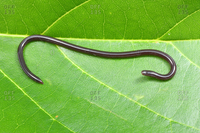 A brahminy blind snake, Indotyphlops braminus, on a leaf