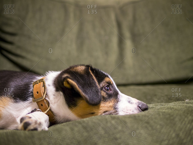 Border collie mix puppy takes a nap on a green couch