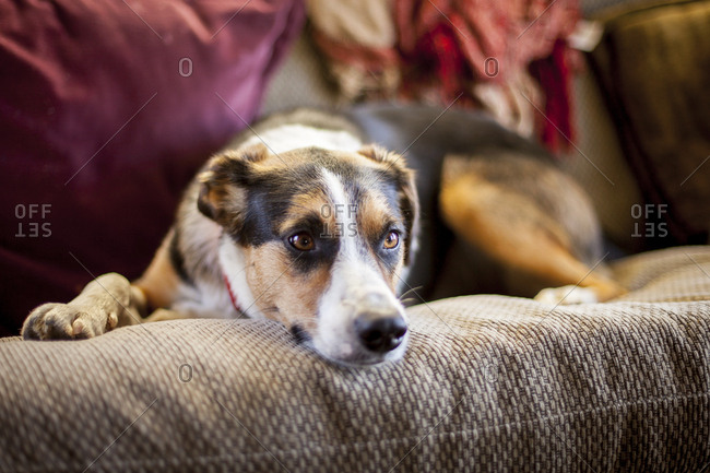 Border collie australian shepherd mix tries to take a nap on a futon in a cabin
