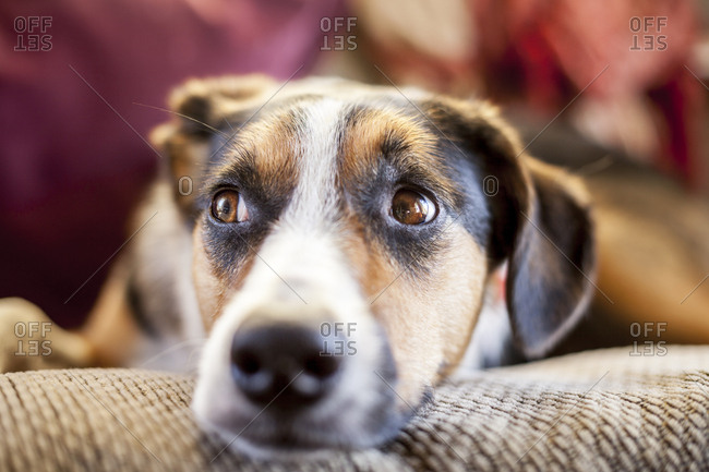 Border collie australian shepherd mix tries to take a nap on a futon in a cabin