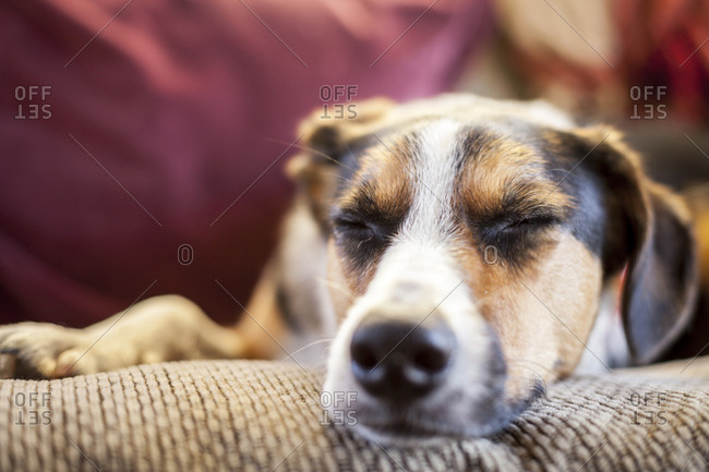 Border collie australian shepherd mix tries to take a nap on a futon in a cabin