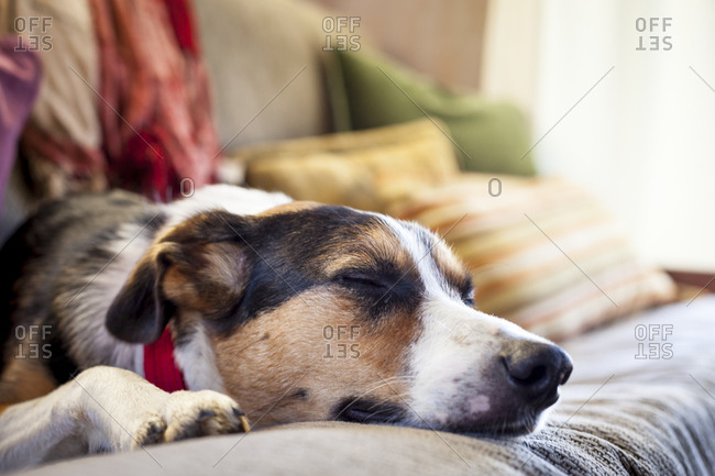 Border collie australian shepherd mix tries to take a nap on a futon in a cabin