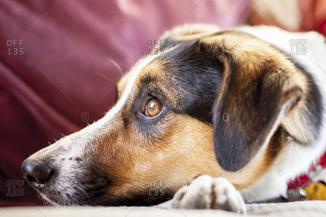 Border collie australian shepherd mix tries to take a nap on a futon in a cabin
