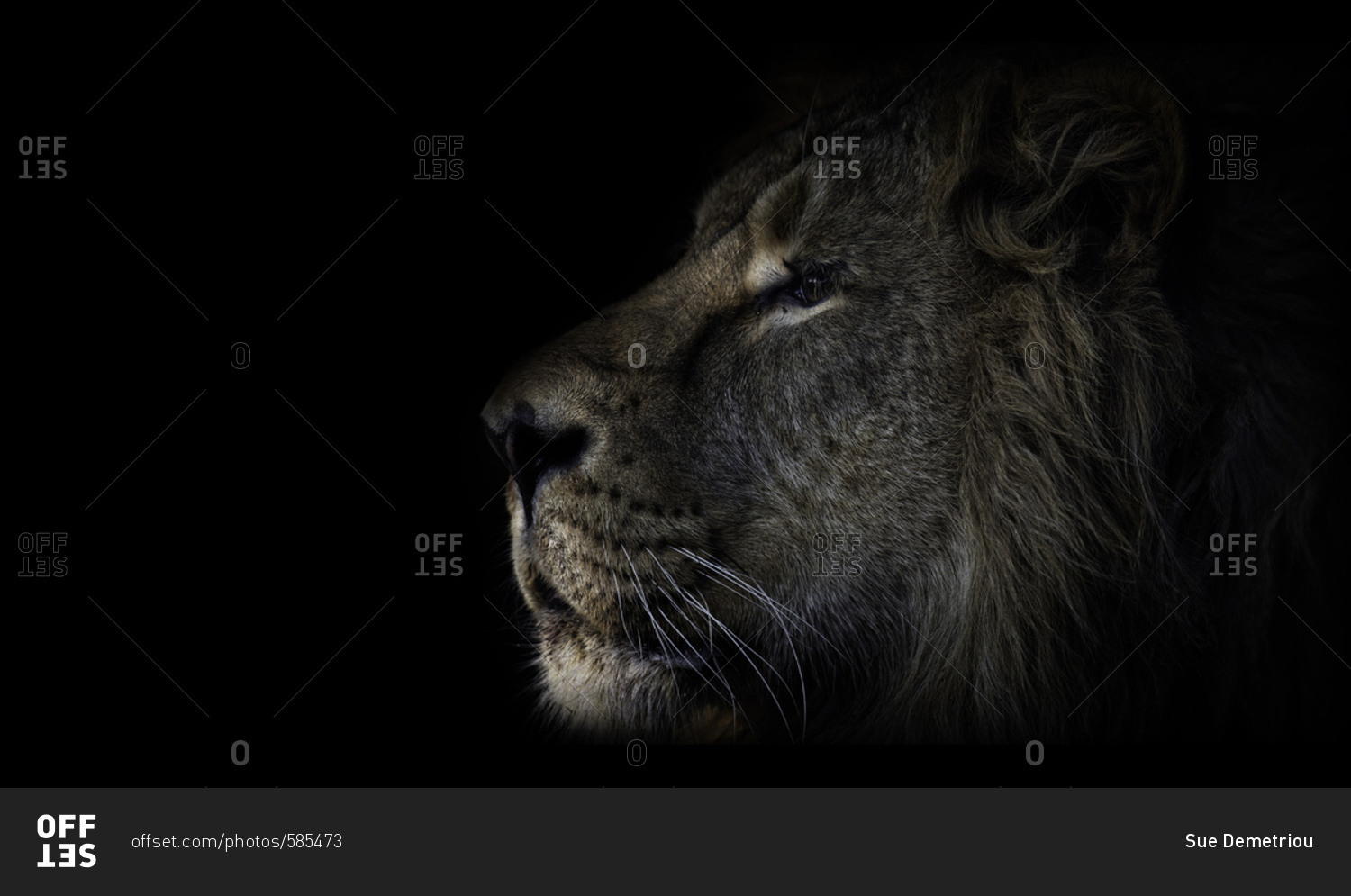 Male lion profile on dark background