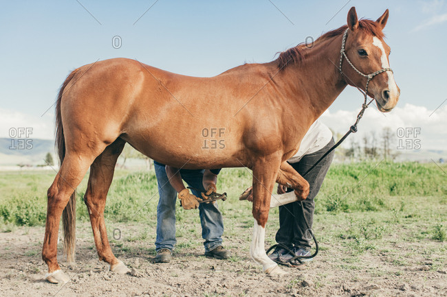 Umatilla Reservation, Pendleton, Oregon - May 10, 2017: Couple cleaning horse's hooves