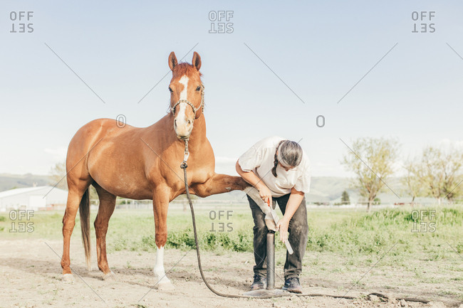 Umatilla Reservation, Pendleton, Oregon - May 10, 2017: Woman trimming horse's hooves
