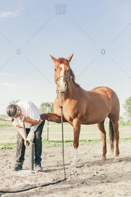 Umatilla Reservation, Pendleton, Oregon - May 10, 2017: Woman filing horse's hooves