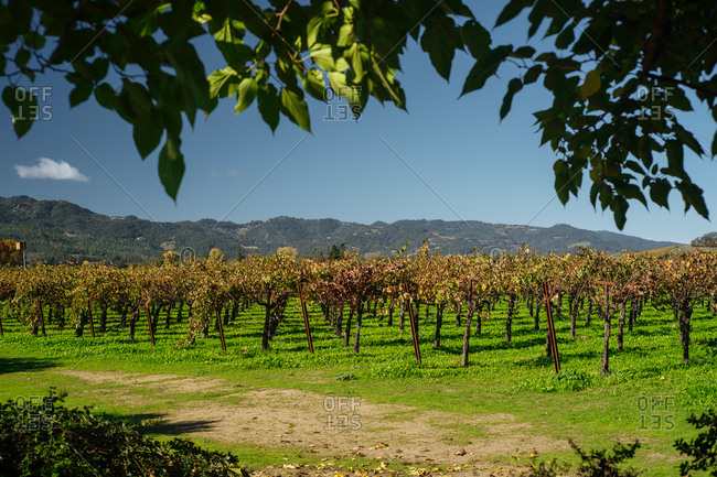 Rows of grapevines in a vast vineyard and distant mountains