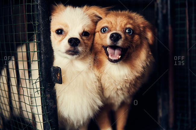 Two little fluffy dogs in a cage