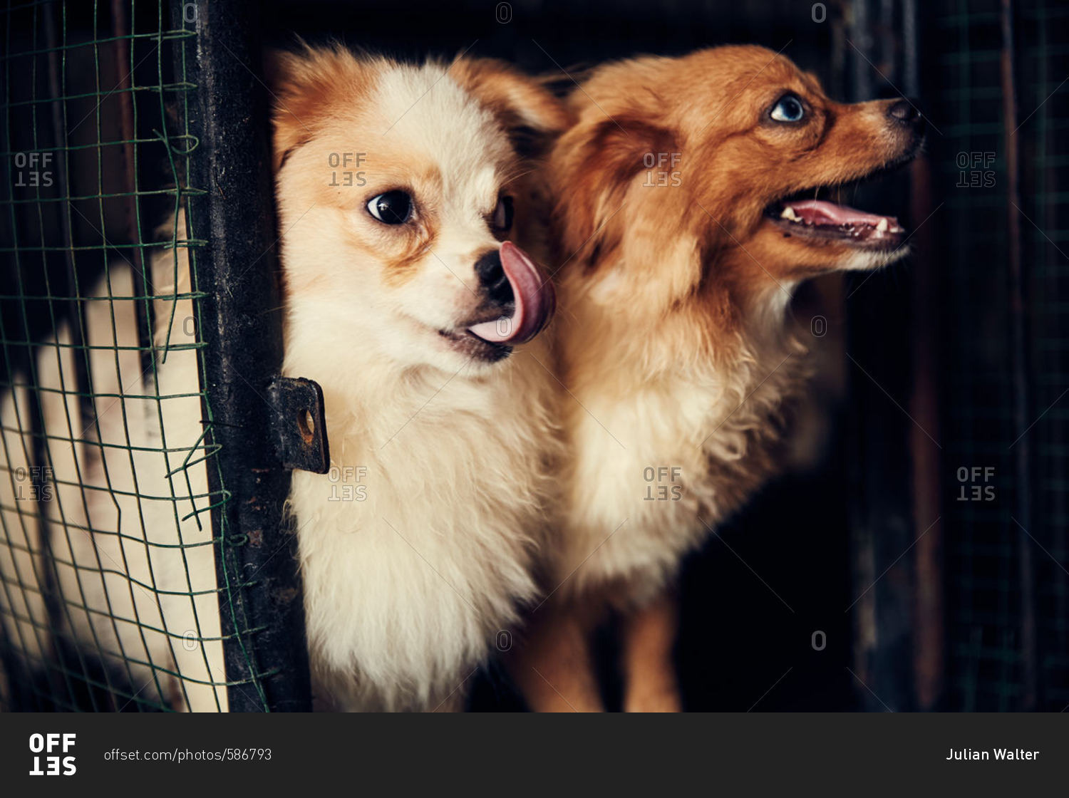 Two fluffy dogs in a cage