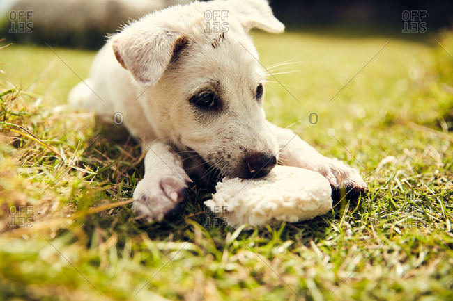 Young white puppy chewing toy