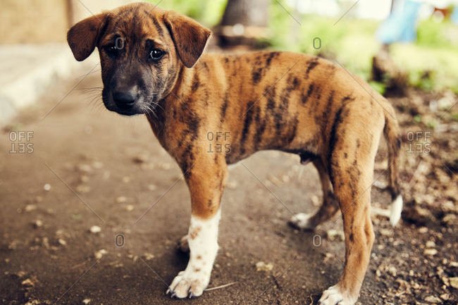 Striped puppy in Bali, Indonesia