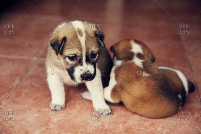 Little puppies lying on floor