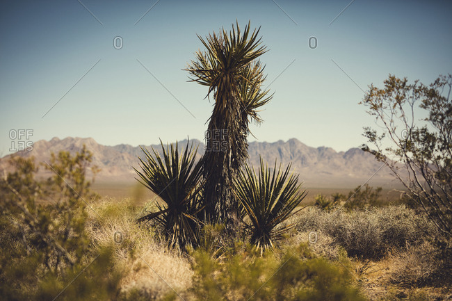 Cactus in desert