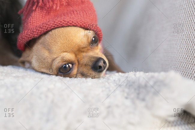 Dog in knitted hat