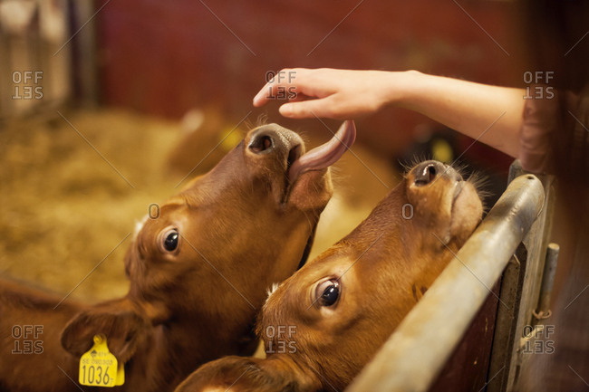 Calf leaking hand