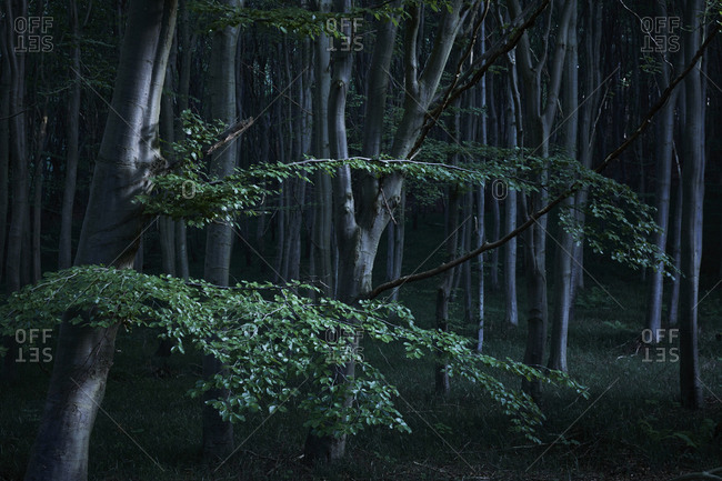 Dark forest at night - Offset