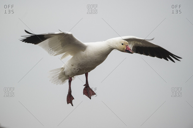 A snow goose spreads its wings midair