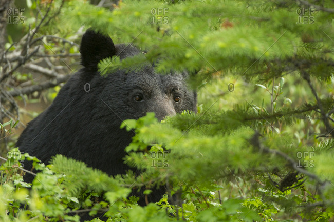 Close-up of a black bear peering through greenery