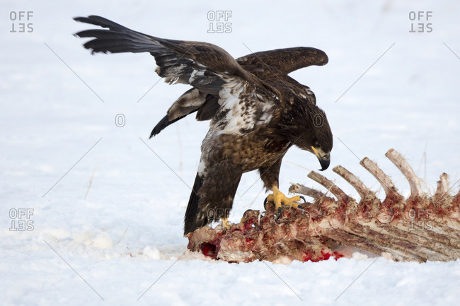 A golden eagle, Aquila chrysaetos, sits perched atop some barren bones