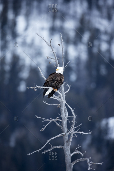 An bald eagle, Haliaeetus leucocephalus, sits perched in a barren tree