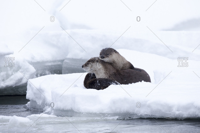 A pair of North American river otters, Lontra canadensis, curl up together for warmth on icy snow