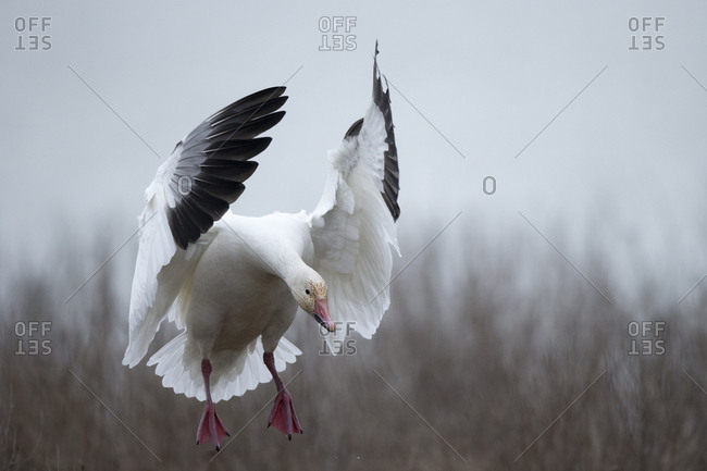 A snow goose, Chen caerulescens, flaps its wings forward as it prepares to land on ground