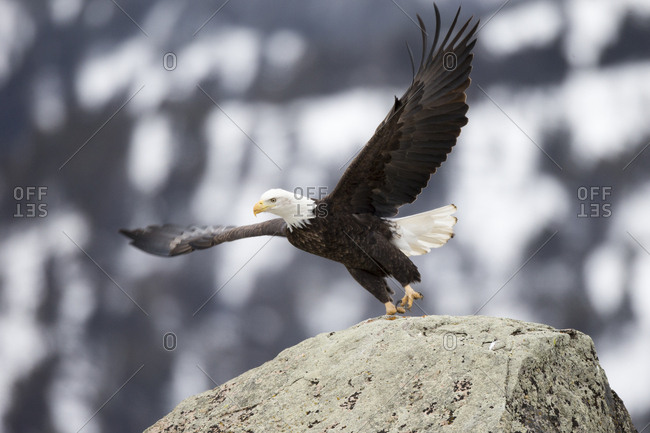 The bald eagle, Haliaeetus leucocephalus, spreads its wings for take off