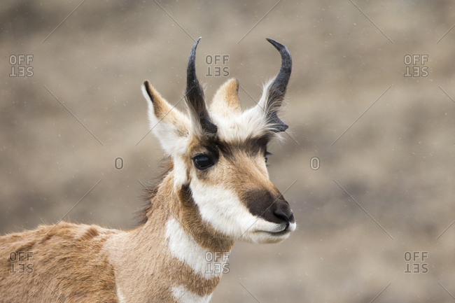 Snow gently falls on a pronghorn, Antilocapra americana, in Yellowstone National Park