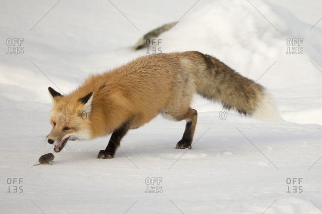 A red fox, Vulpes vulpes, opens its mouth to prey on a rodent in the snow