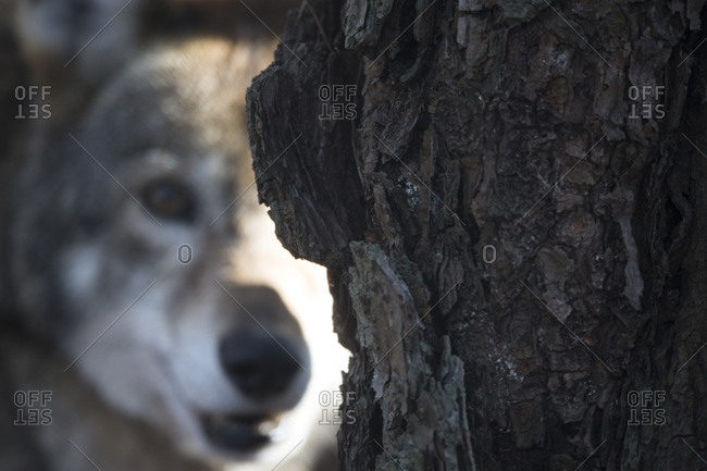 A red wolf, Canis rufus, peers from behind a tree trunk