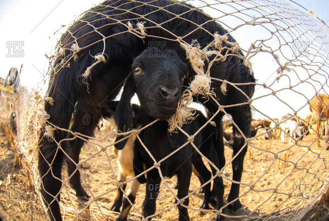 A lamb looks out through a rope fence