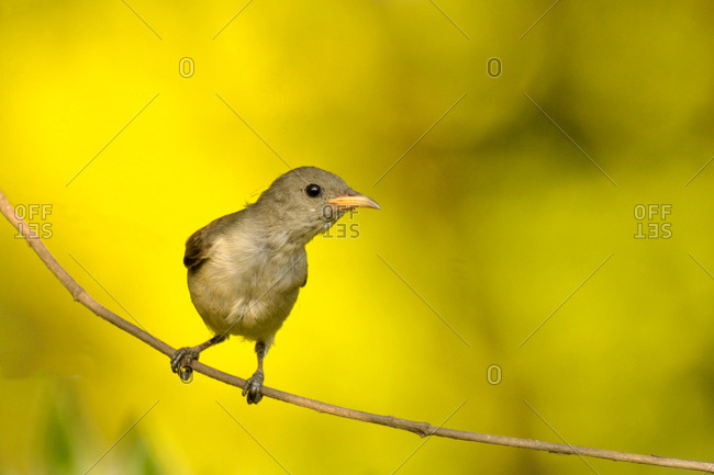 A Nilgiri Flowerpecker perches on a branch