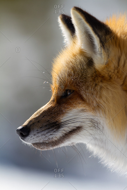 A close-up of a Red Fox, Vulpes vulpes, looking inquisitive and watchful