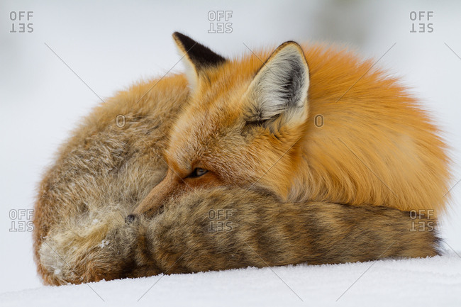A close-up of a Red Fox, Vulpes vulpes, curled up to rest, but ever watchful