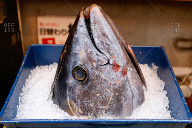 A tuna head on ice at the Tsukiji Fish Market
