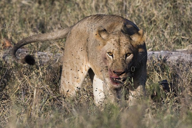 A lion, Panthera leo, with bloody face after eating a kill