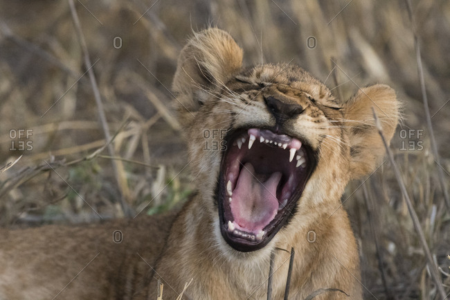 A lion cub, Panthera leo, yawning