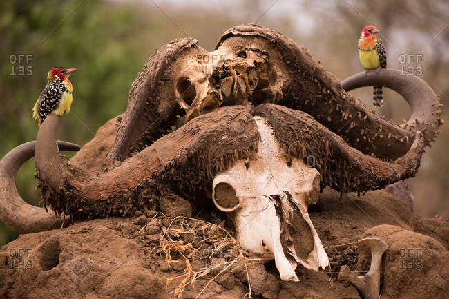 Red and yellow barbets perch on a water buffalo skull
